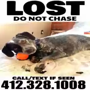 lost female dog lyla